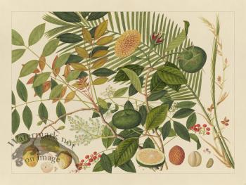 Andalas Botanicals 10